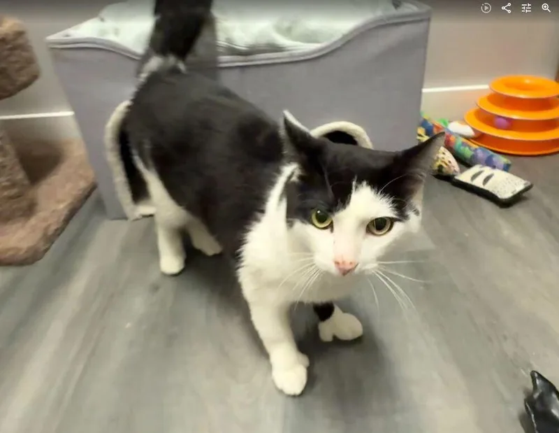 An adult medium-sized male Black & White / Tuxedo Domestic Short Hair cat named Noah for adoption in Hudson, NH