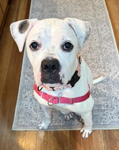 An adult large-sized male Boxer dog named Trapper for adoption in Washington, DC