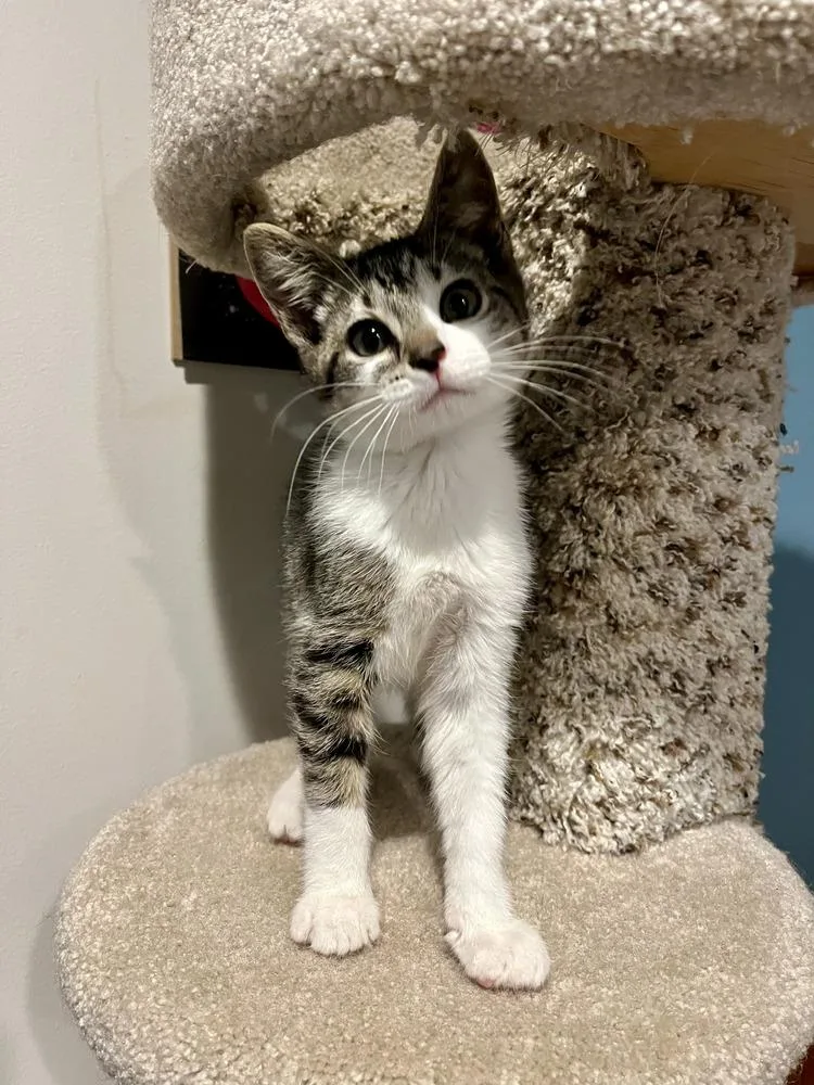 A baby medium-sized male Domestic Short Hair cat named Mecha for adoption in Emerald Isle, NC