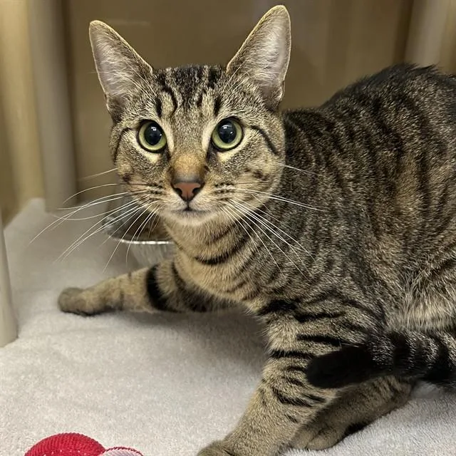 A young medium-sized male Domestic Short Hair cat named Rex for adoption in Lincolnton, NC