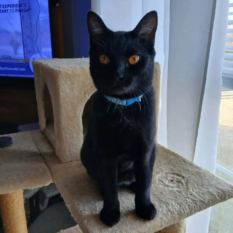 A baby medium-sized female Domestic Short Hair cat named Bluey for adoption in Yukon, OK