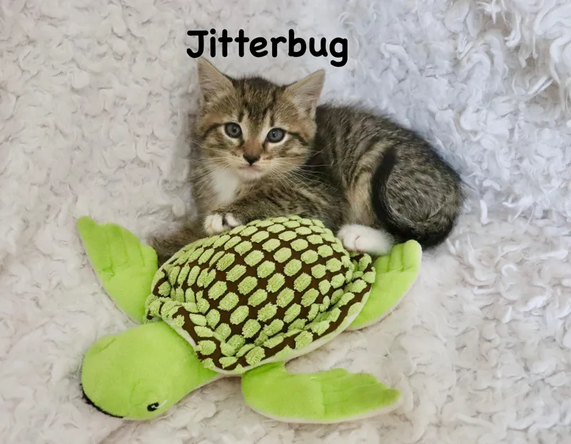 A baby medium-sized male Tabby (Brown / Chocolate) Tabby cat named Jitterbug for adoption in Saint Augustine, FL
