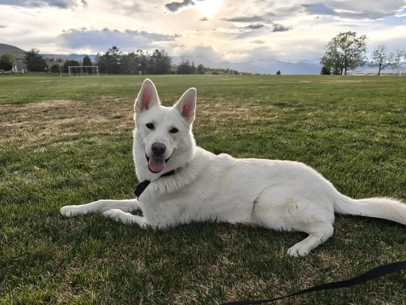 Josie