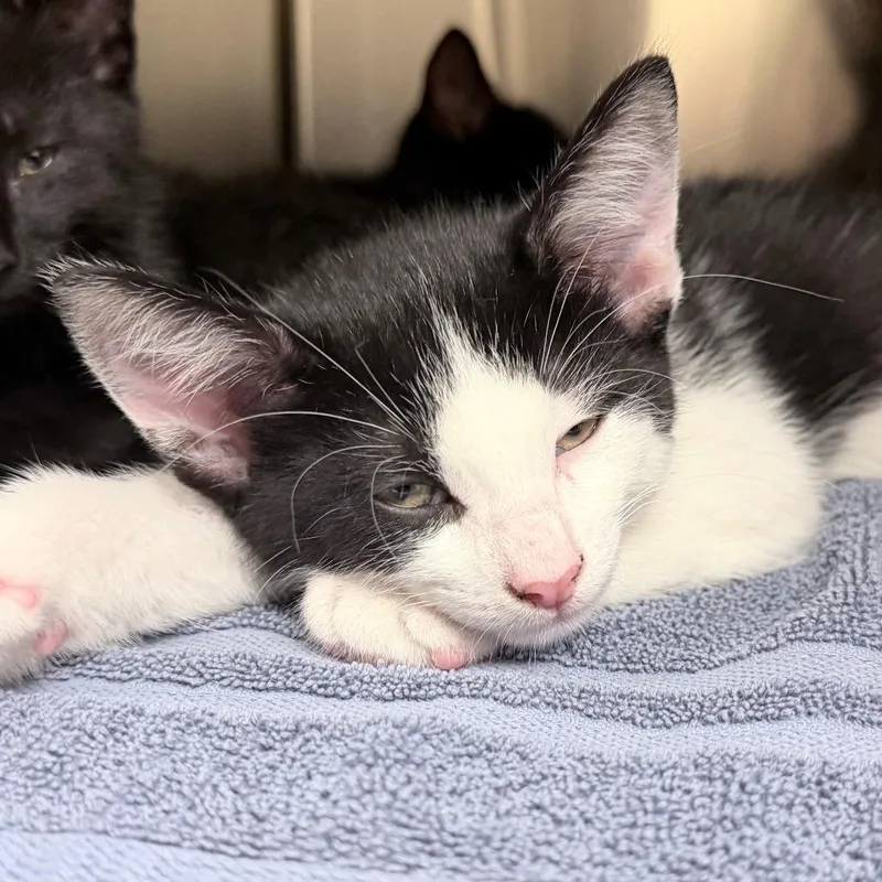 A baby small-sized male Black Domestic Short Hair cat named Bill for adoption in Springfield, MA