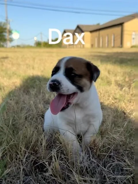 A baby medium-sized male Mixed Breed dog named Dax for adoption in Dallas, TX