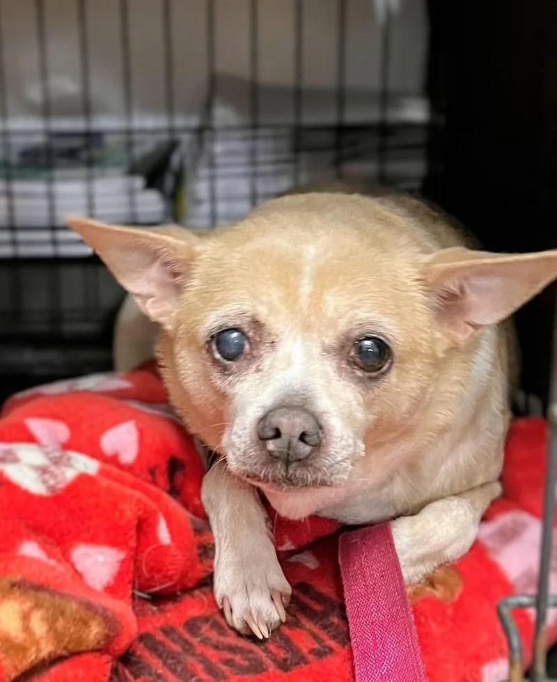An adult small-sized female Chihuahua dog named Peeper for adoption in Wedgefield, SC
