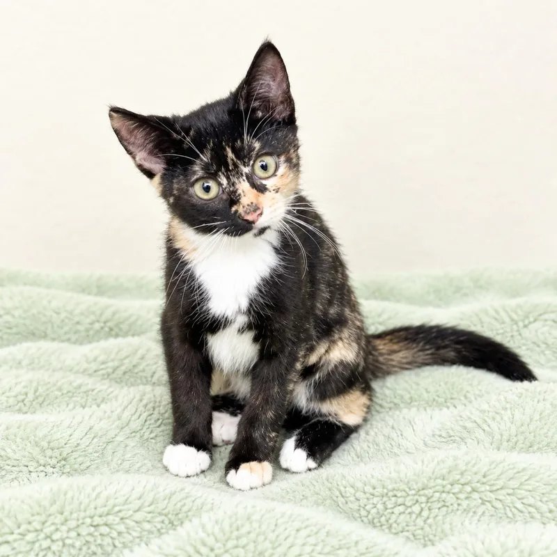 A baby medium-sized female Calico cat named Viva for adoption in Long Beach, WA