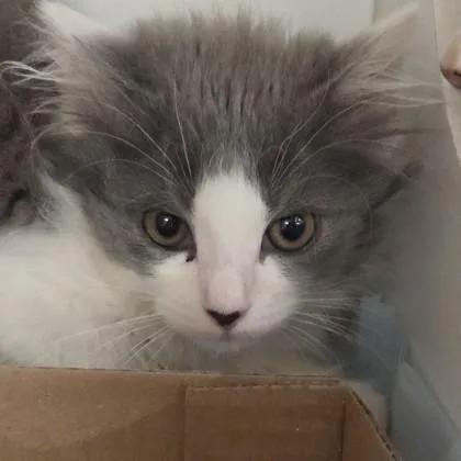 A baby small-sized female Domestic Short Hair cat named Penny for adoption in Voorhees, NJ