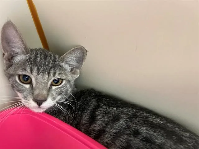 A baby small-sized female Domestic Short Hair cat named Ash for adoption in Blythe, CA