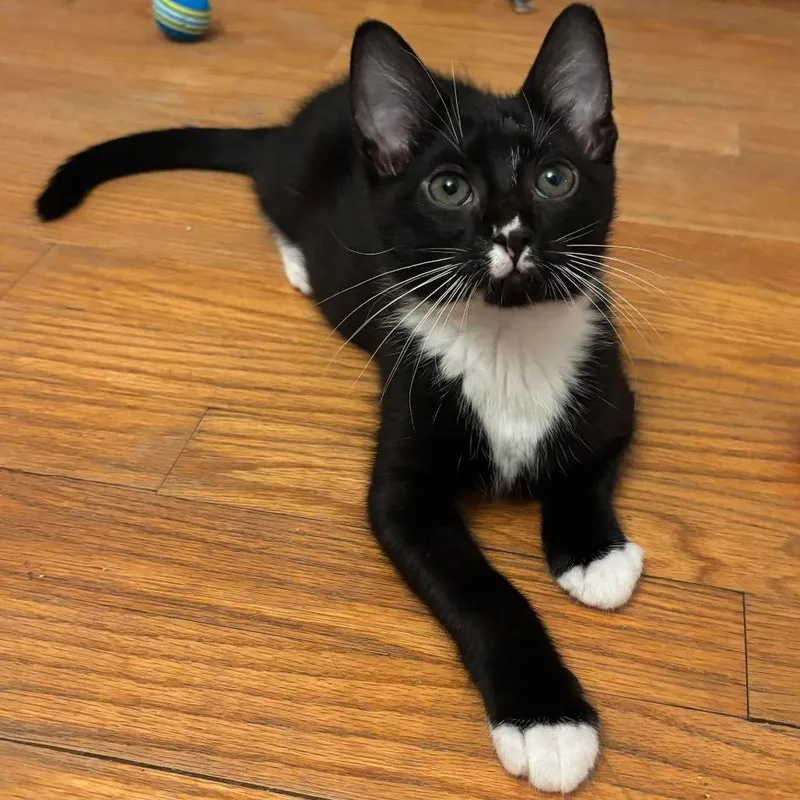 A young small-sized male Black Domestic Short Hair cat named Peppercorn for adoption in Bel Air, MD