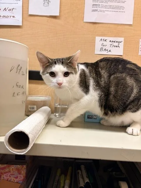 An adult large-sized male Tabby cat named Roy for adoption in Waldorf, MD