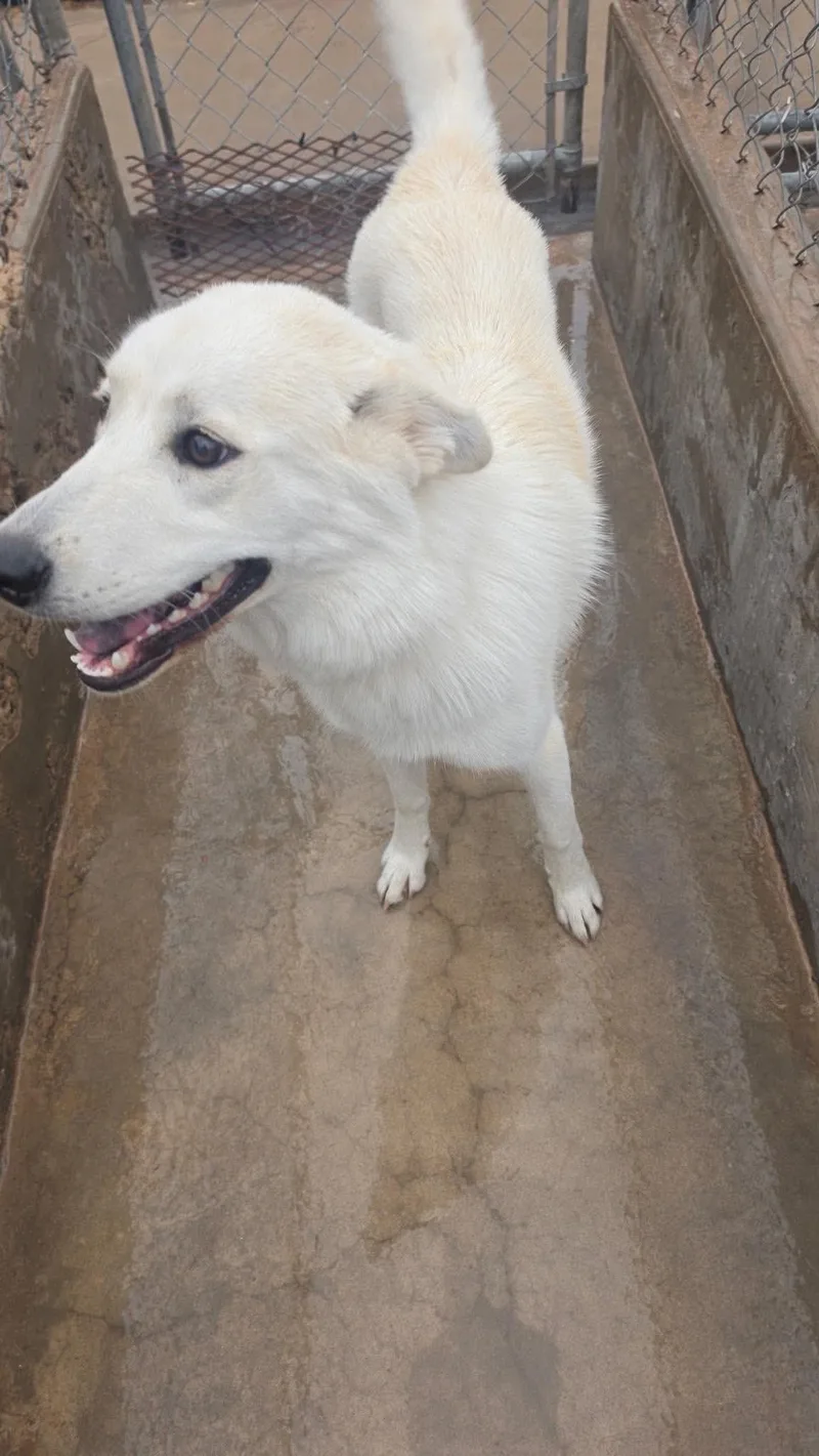A young medium-sized female White / Cream Akbash dog named Snowflake for adoption in Estes Park, CO