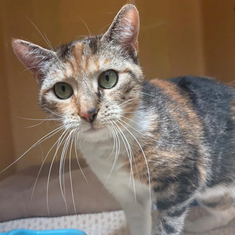 An adult medium-sized female Calico Domestic Short Hair cat named Paris for adoption in East Hanover, NJ
