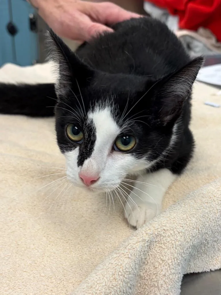 A young medium-sized male Black & White / Tuxedo Domestic Short Hair cat named Tabasco for adoption in Frankfort, KY
