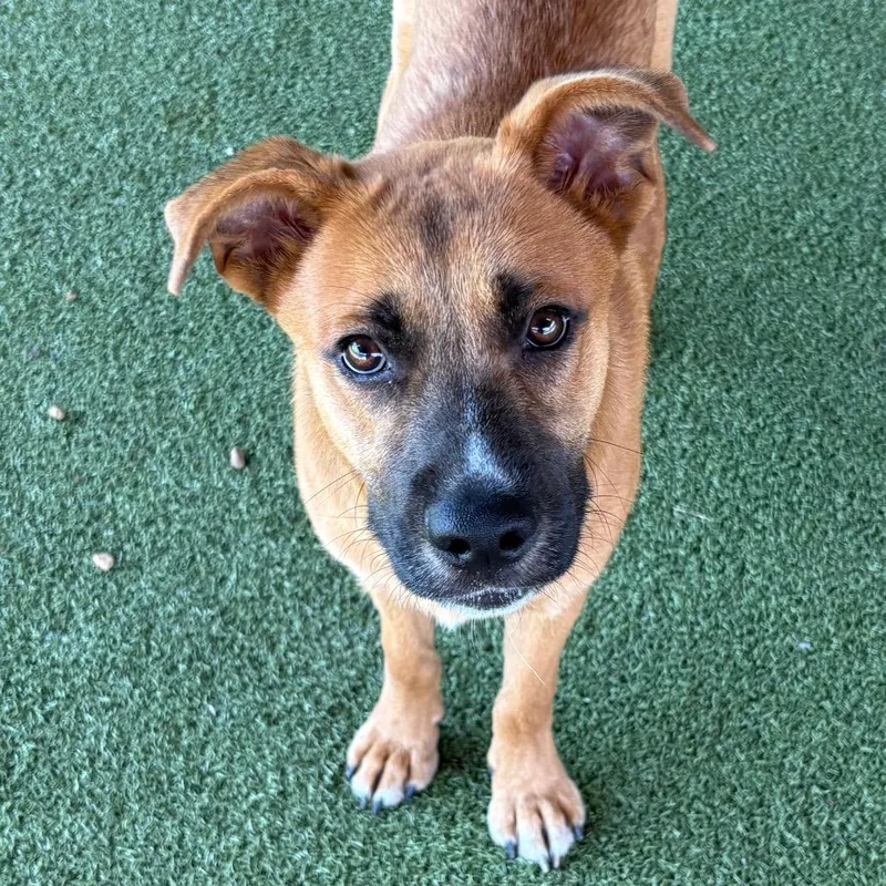A young medium-sized male Brown / Chocolate Retriever dog named Carleton for adoption in Birmingham, AL