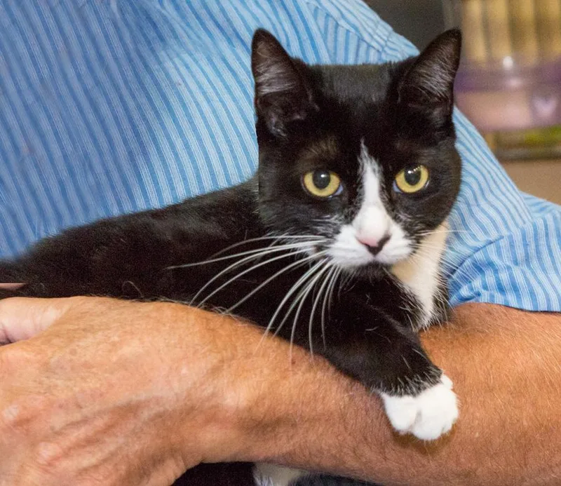 A young medium-sized female Black & White / Tuxedo Domestic Short Hair cat named Abby for adoption in Elmwood Park, NJ