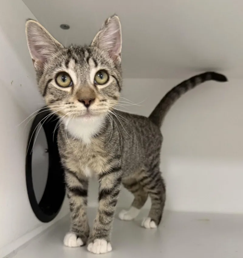 A young medium-sized male Domestic Short Hair cat named Ohen for adoption in Satellite Beach, FL