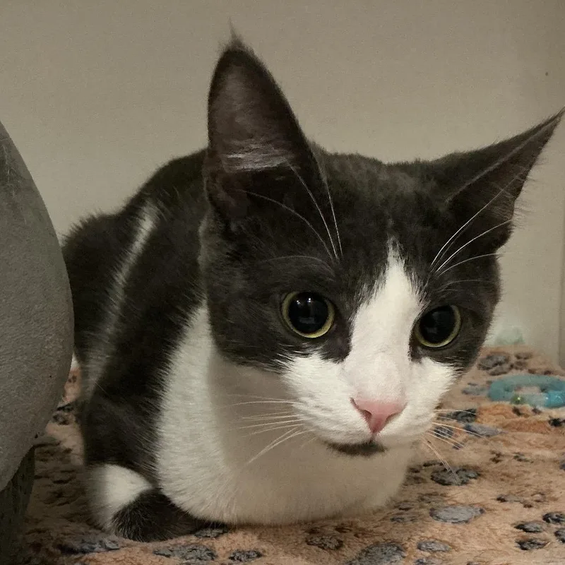 A young medium-sized male White Domestic Short Hair cat named Peppa for adoption in Elizabeth City, NC