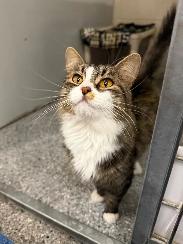 A young medium-sized female Tabby (Brown / Chocolate) Domestic Medium Hair cat named Skye for adoption in Fruit Heights, UT