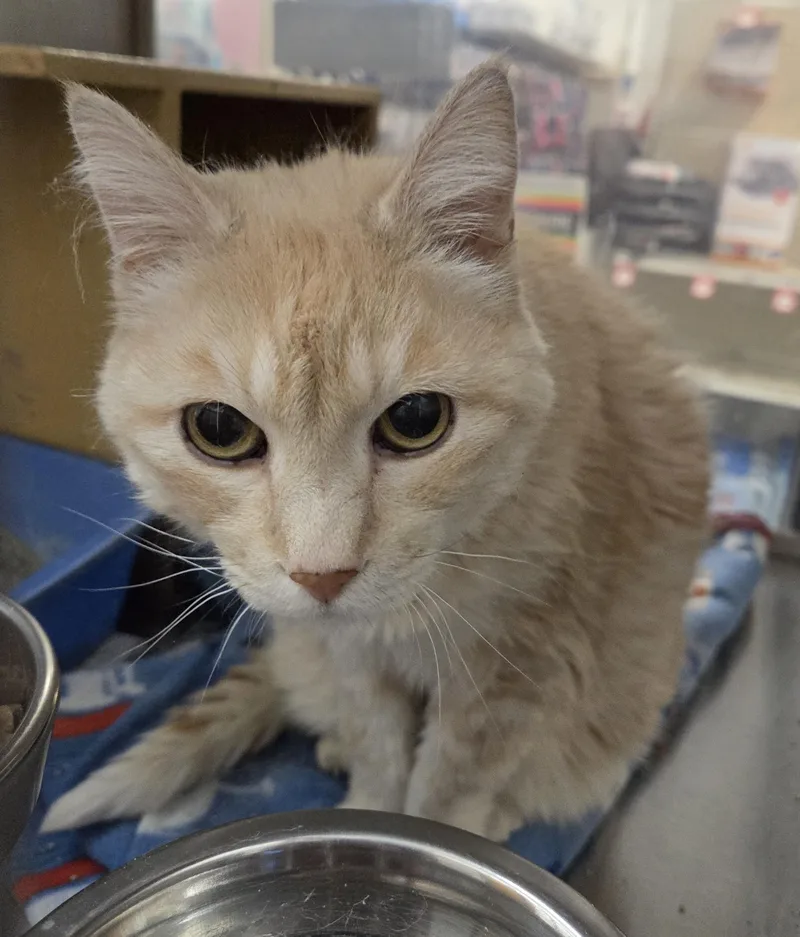 An adult medium-sized female Tabby (Buff / Tan / Fawn) Tabby cat named Goldie for adoption in Millville, UT