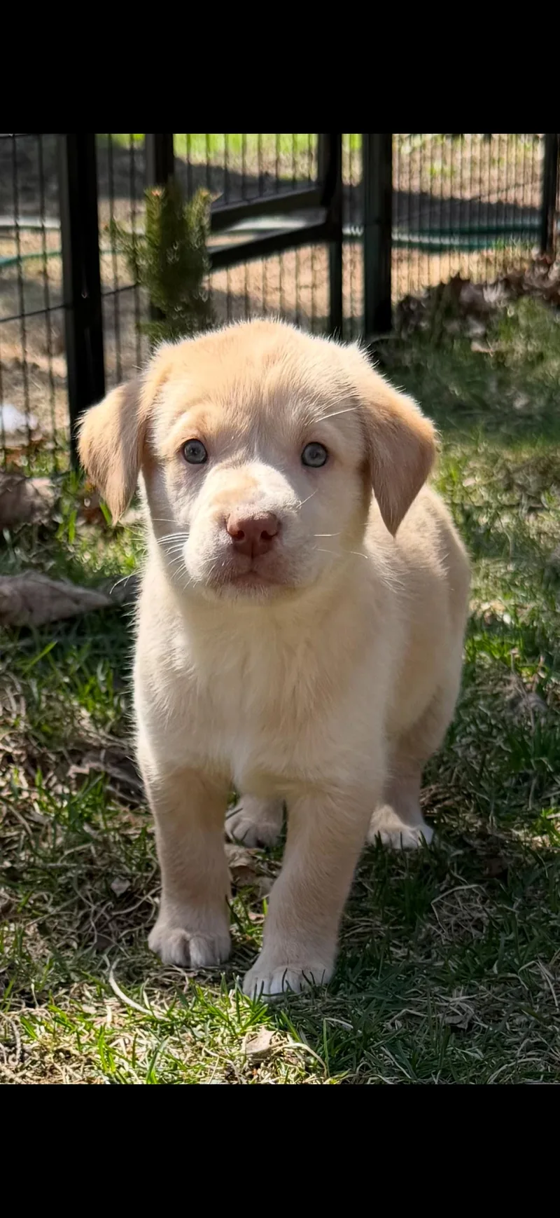A baby medium-sized male Yellow / Tan / Blond / Fawn Labrador Retriever dog named Colt for adoption in Union Grove, WI