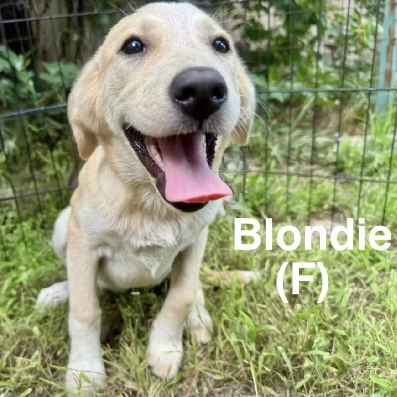 Blondie