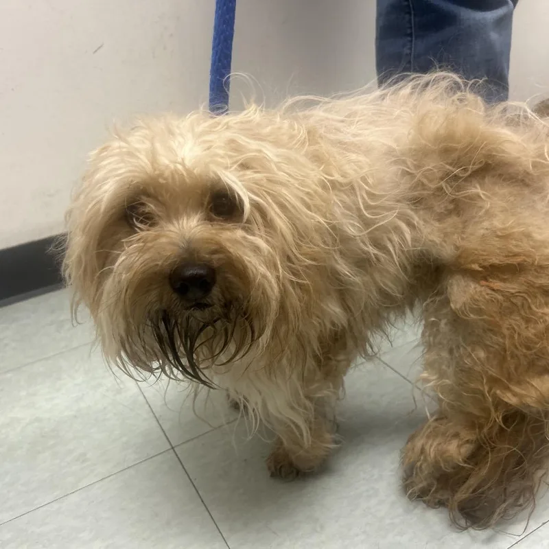 An adult small-sized male Yellow / Tan / Blond / Fawn Mixed Breed dog named Elderberry for adoption in Philadelphia, PA