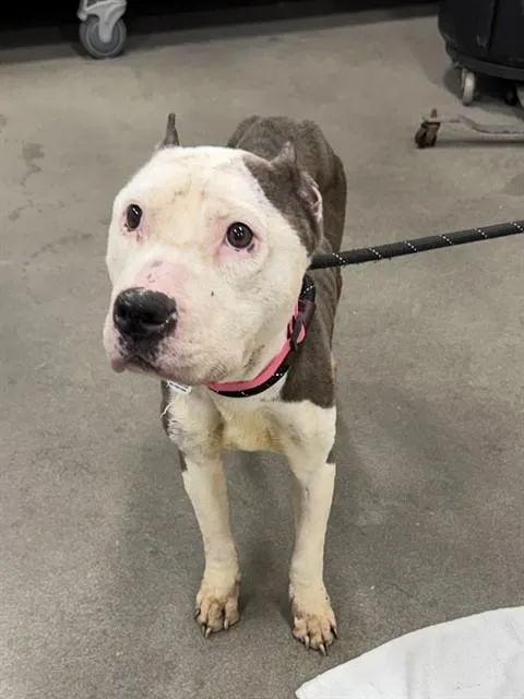 An adult medium-sized female Pit Bull Terrier dog named Fairy for adoption in Upper Marlboro, MD