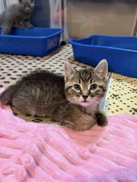 A baby medium-sized male Domestic Short Hair cat named Tora for adoption in Chesapeake Beach, MD