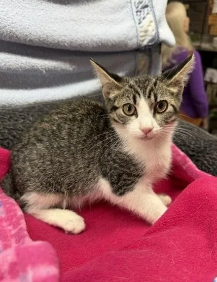 A baby small-sized male Gray & White Domestic Short Hair cat named Enzo for adoption in Avon Lake, OH