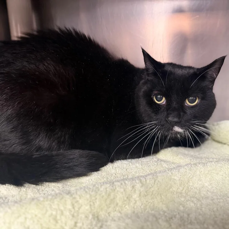 A senior large-sized male Black American Shorthair cat named Booker for adoption in Perkiomenville, PA