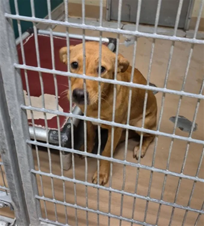 A young small-sized female Labrador Retriever dog named Angel for adoption in Texas City, TX
