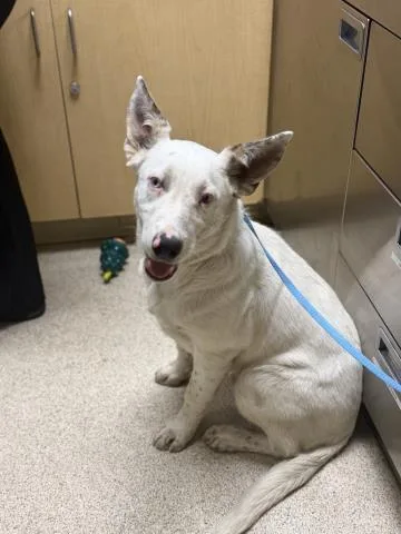 A young small-sized male Australian Cattle Dog / Blue Heeler dog named Olaf for adoption in Riverside, CA