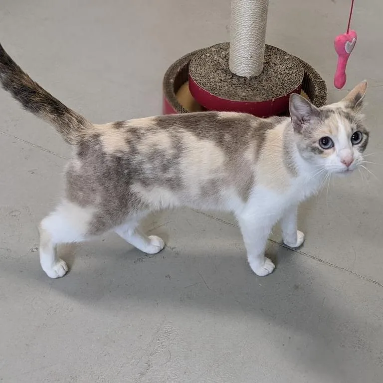 A senior small-sized female White Domestic Short Hair cat named Snowy for adoption in Prairie du Chien, WI