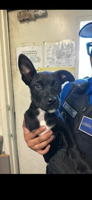 A baby small-sized female Pit Bull Terrier dog named A for adoption in Sacramento, CA