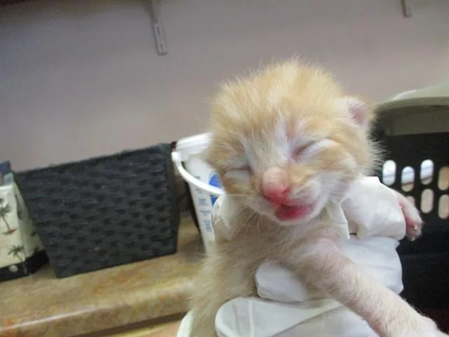 A baby small-sized male Domestic Short Hair cat named Marmelade for adoption in Ocala, FL