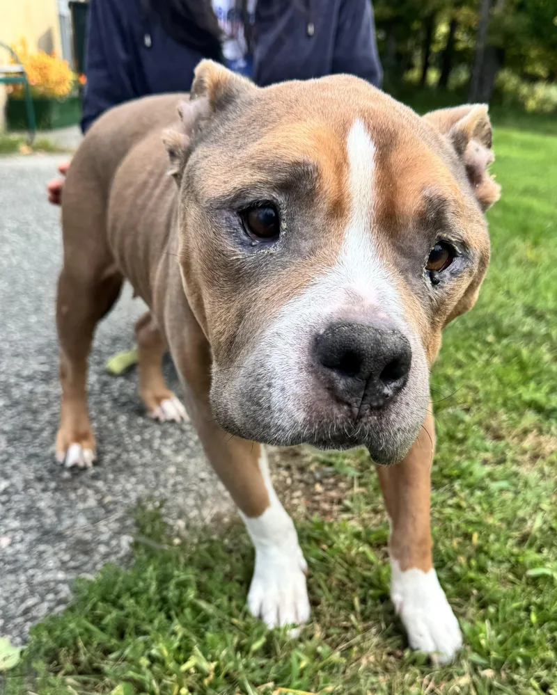 A senior medium-sized female American Staffordshire Terrier dog named Autumn for adoption in Mendham, NJ