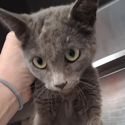 A baby medium-sized female Gray / Blue / Silver Domestic Short Hair cat named Alana for adoption in Rapid City, SD