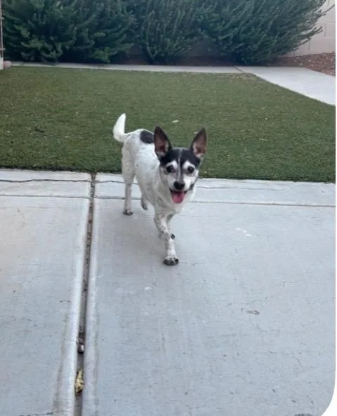A senior small-sized male White / Cream Chihuahua dog named Zero for adoption in Las Vegas, NV