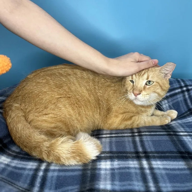 A senior large-sized male Orange / Red Domestic Short Hair cat named Leo for adoption in San Antonio, TX