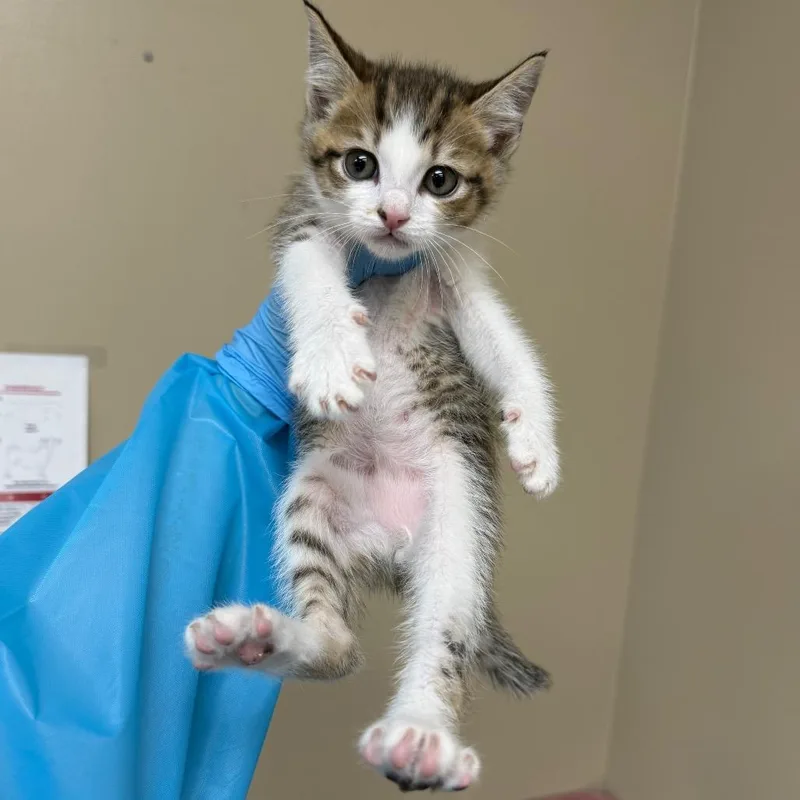A baby small-sized male White Domestic Short Hair cat named Blather for adoption in Birmingham, AL