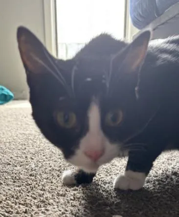 A young small-sized female Black Domestic Short Hair cat named Pea J for adoption in Atlanta, GA
