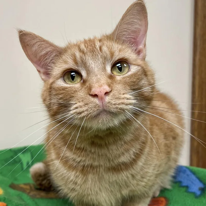 An adult small-sized male Orange / Red Domestic Short Hair cat named Chin Chin for adoption in Arlington Heights, IL