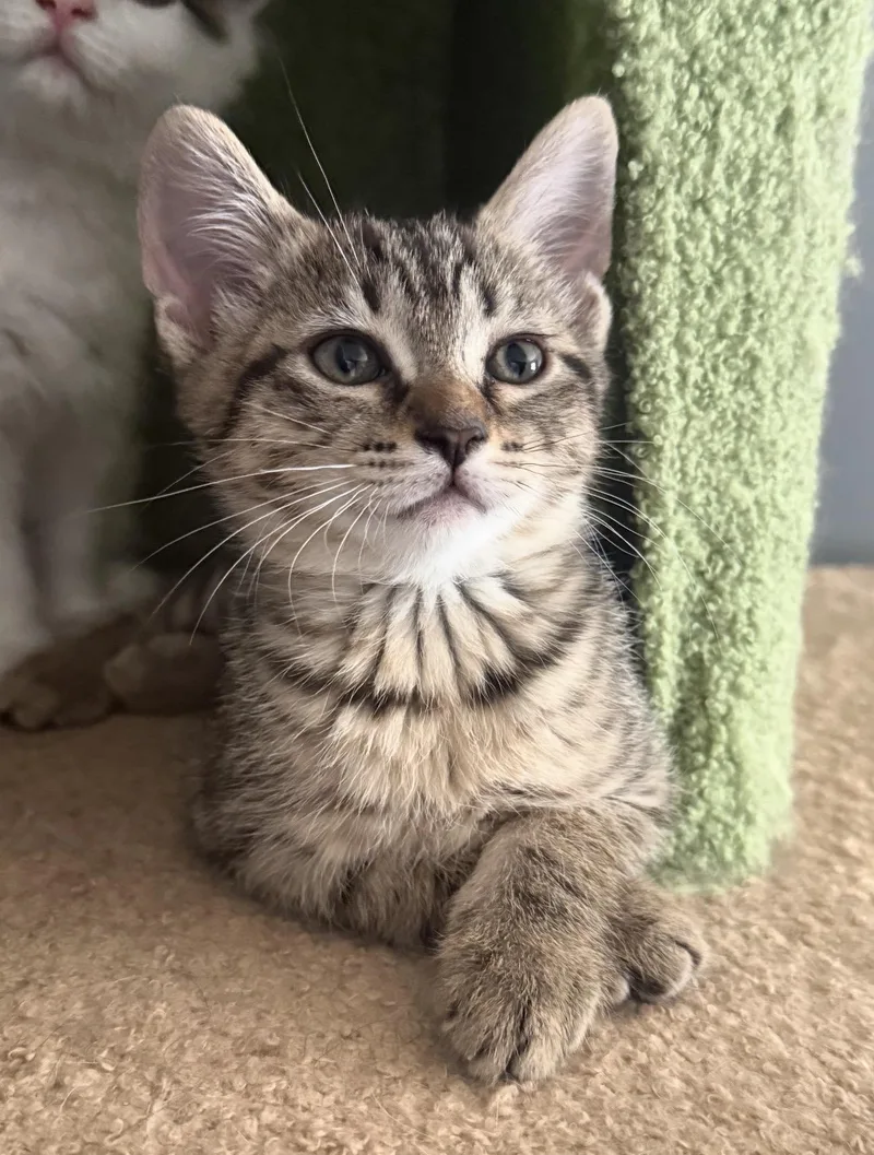 A baby medium-sized female Tabby (Brown / Chocolate) Domestic Short Hair cat named Meadow for adoption in Rochester Hills, MI