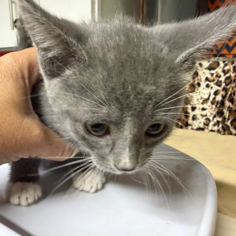 A baby small-sized female Gray / Blue / Silver Domestic Short Hair cat named Loop for adoption in Gainesville, FL