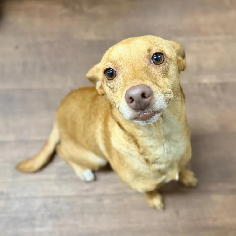An adult small-sized female White / Cream Mixed Breed dog named Peanut for adoption in Milton, FL
