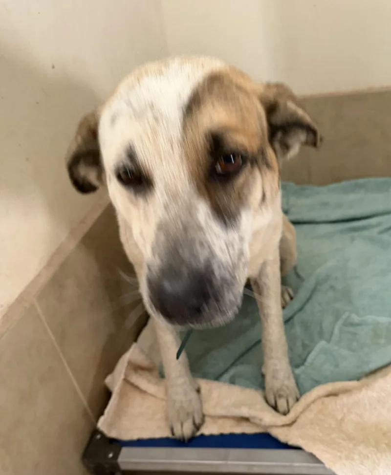 A young large-sized female White / Cream Lancashire Heeler dog named Daisy for adoption in Deming, NM
