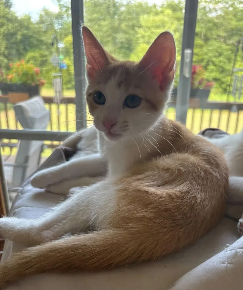 A baby large-sized male Orange & White Domestic Medium Hair cat named Doug for adoption in Greenville, IL