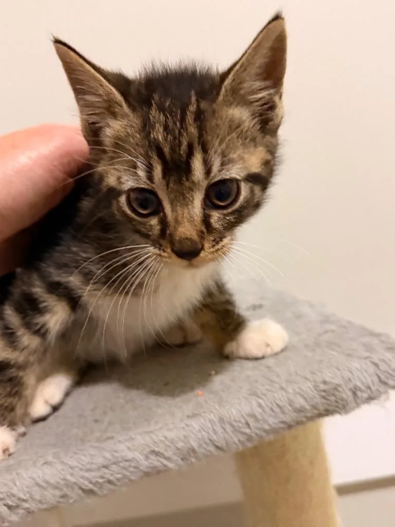 A baby small-sized male Domestic Short Hair cat named Bellini for adoption in Newnan, GA