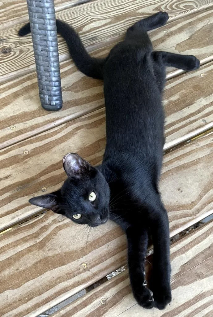 A baby medium-sized male Domestic Short Hair cat named Smokey for adoption in St. James City, FL